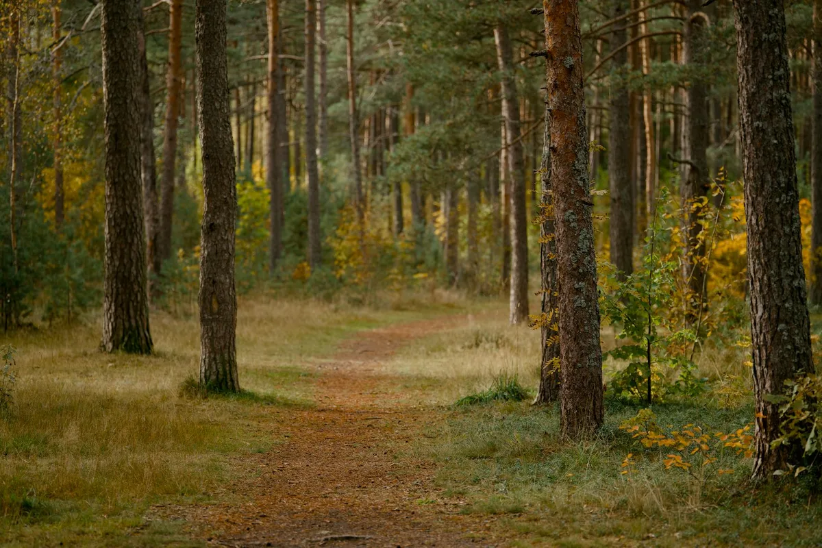 Ruhiger Waldpfad, buntes Laub, hohe Bäume