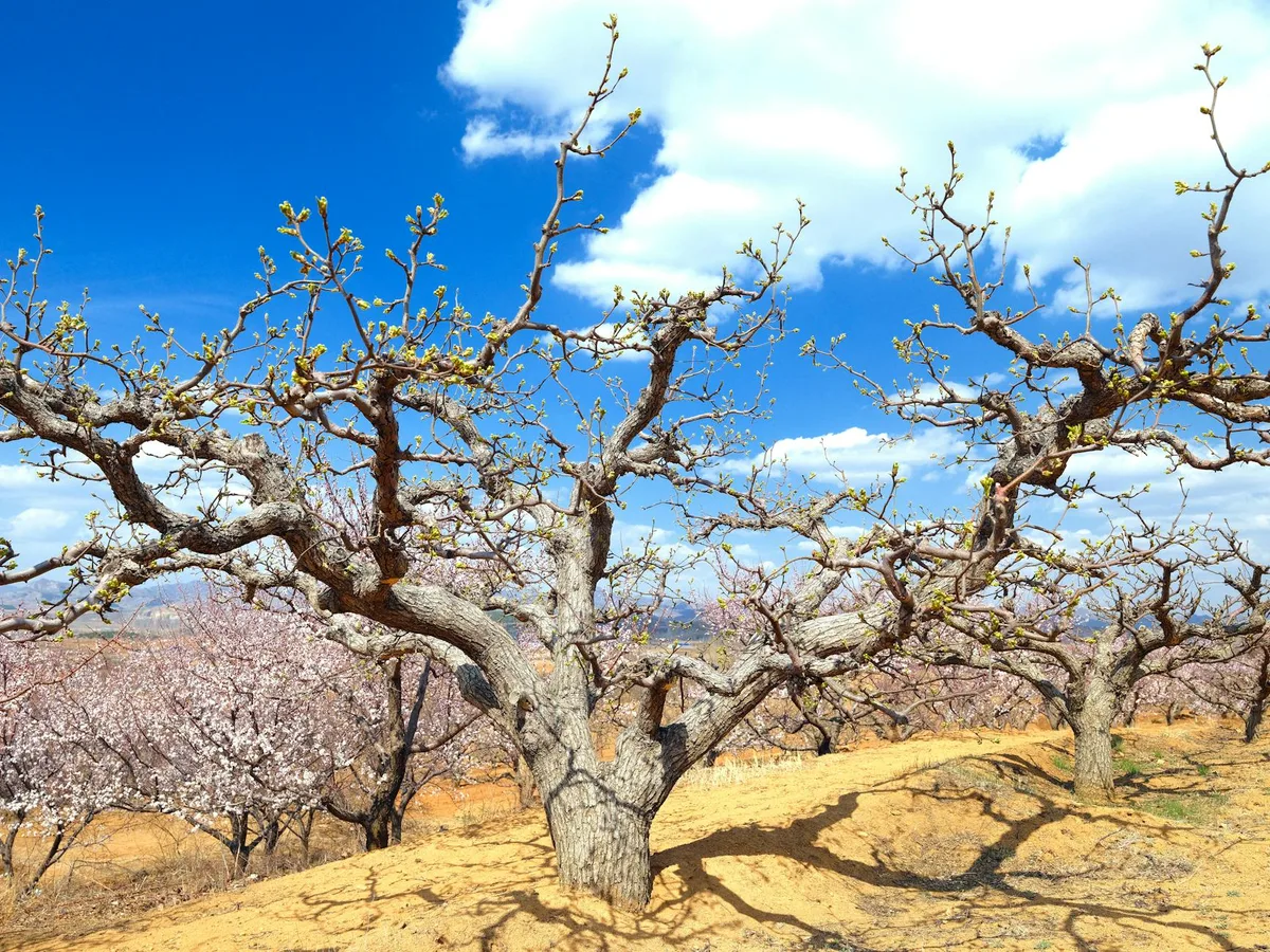 Alberi da frutto in fiore primaverile contro cielo luminoso e nuvoloso