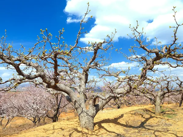 春の果樹園、鮮やかな花と雲が点在する明るい空の風景