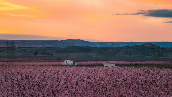 田園風景の春の夕暮れ、鮮やかなピンクの花々が咲く風景