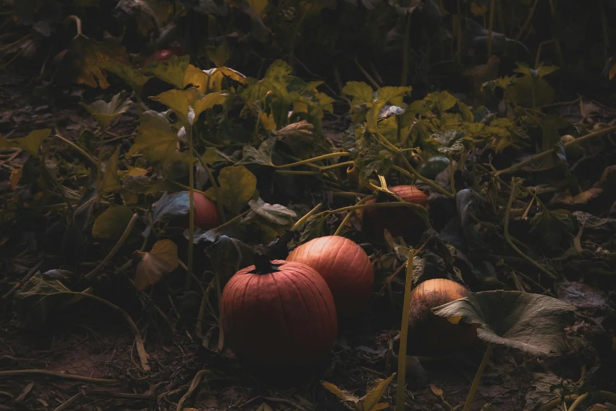 가을 러스틱 펌킨 패치 속 선명한 호박