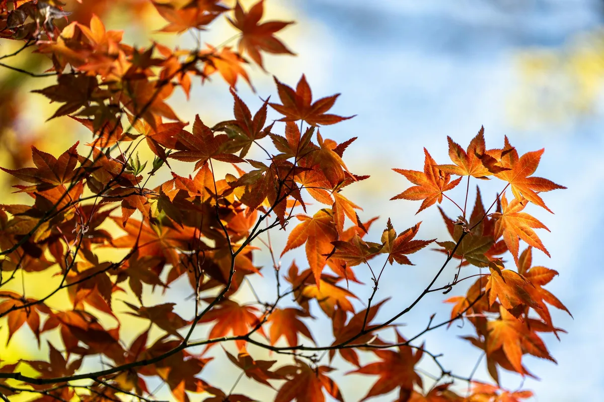 Foglie d'acero giapponesi rosse e arancioni su cielo azzurro autunnale