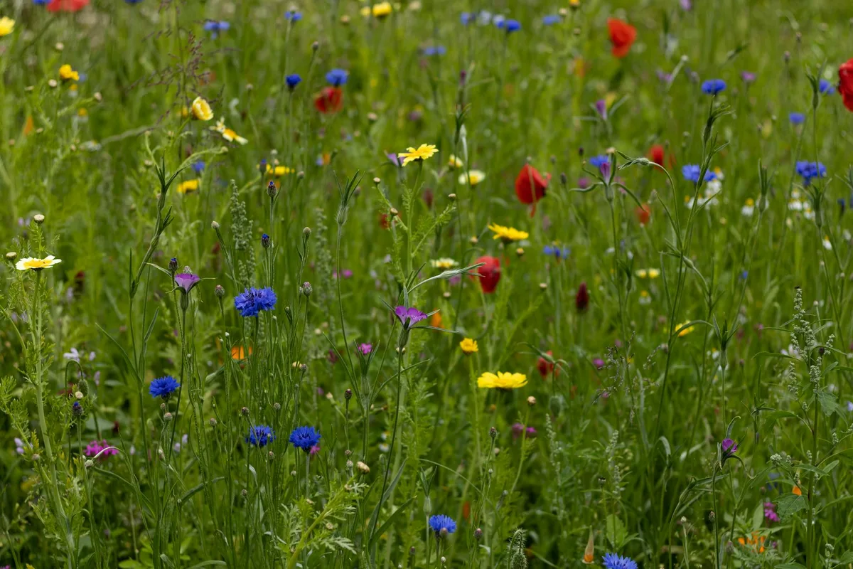 Campo de flores silvestres vibrantes em prado verde exuberante.
