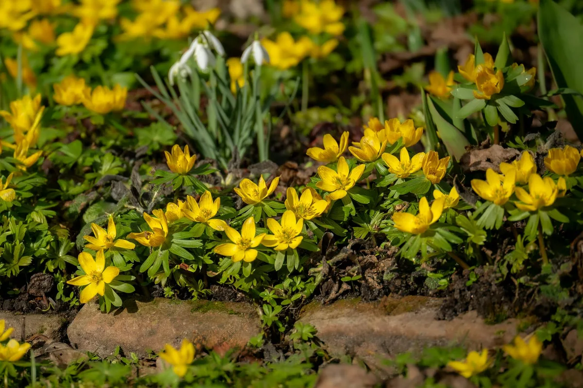 Leuchtend gelbe Winterlinge blühen im frühen Frühlingsgarten