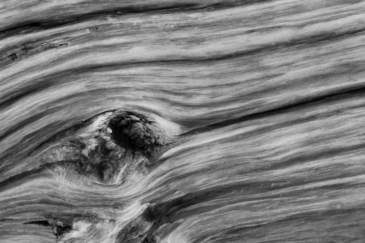 Primo piano di venature del legno invecchiato in monocromo