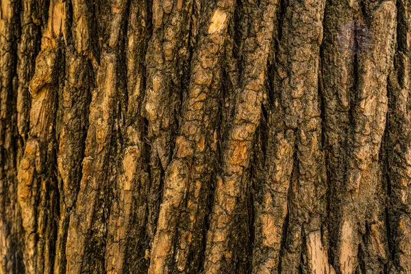 Detailed close-up capturing the rough texture and intricate patterns of tree bark.