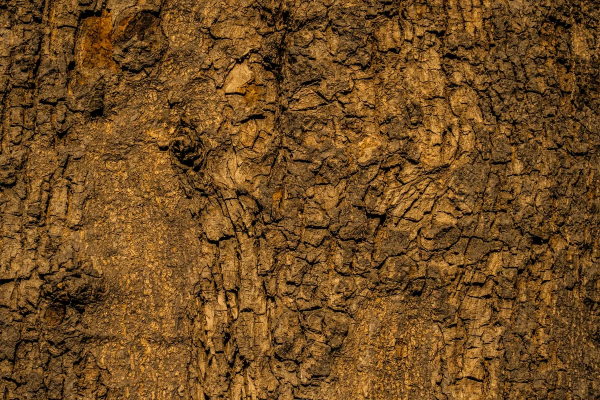 Primissimo piano dettagliato della texture intricata della corteccia di un albero.