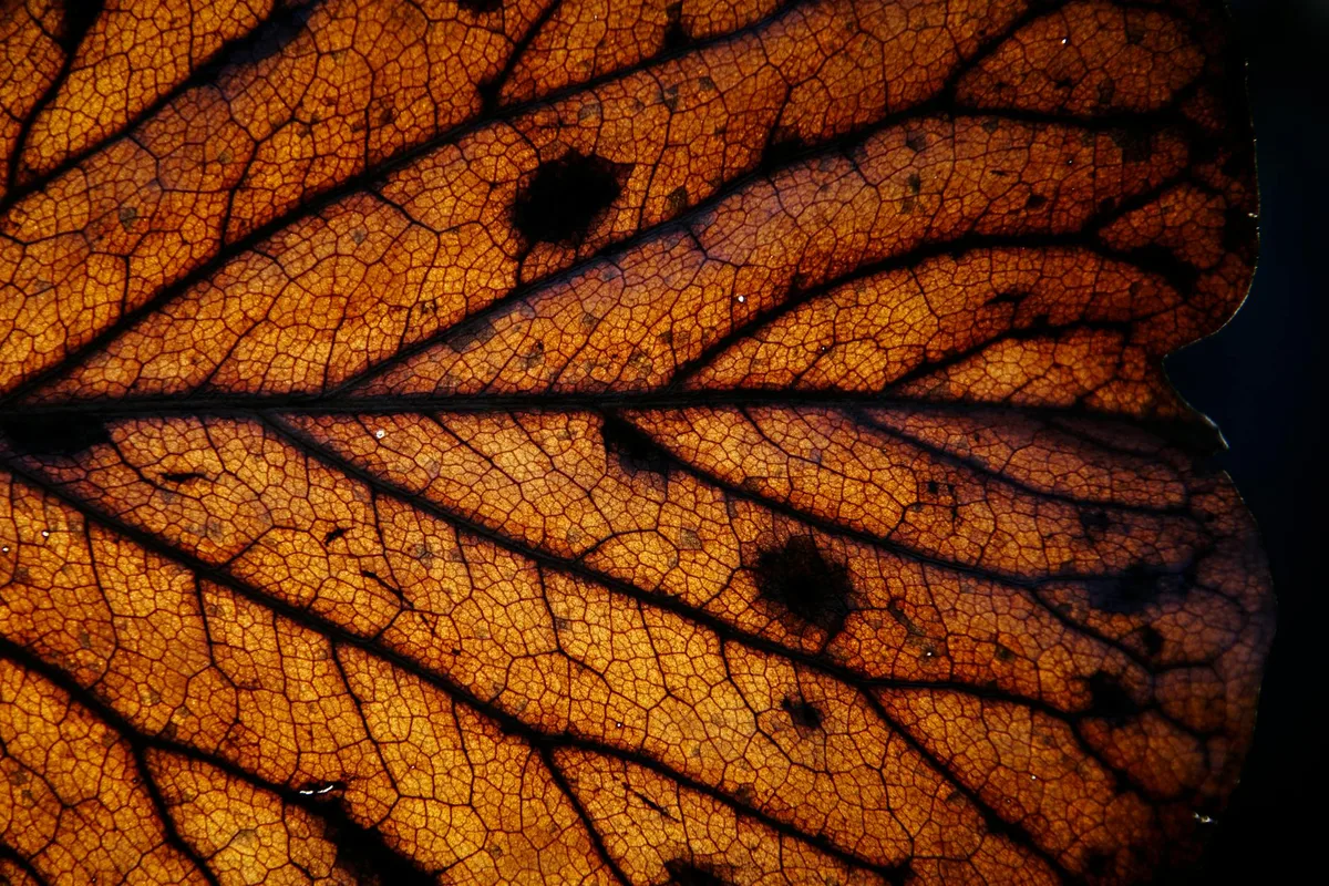 Detailaufnahme eines getrockneten Blattes mit Blattadermustern