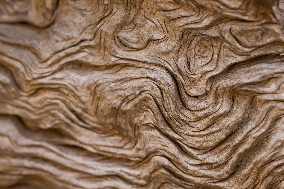 Primo piano dettagliato di texture del legno naturale con venature intricate e forme organiche