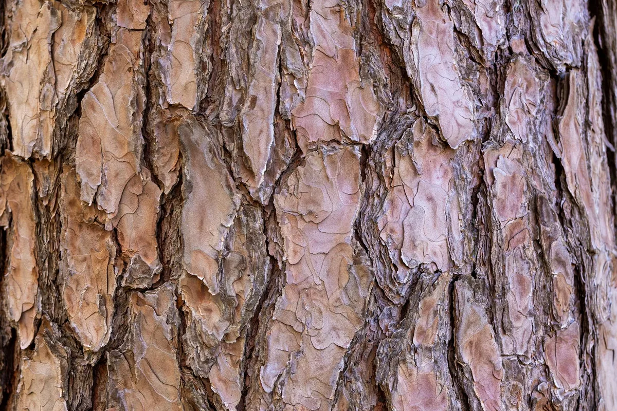 Close-up detalhado de casca de pinheiro áspera e texturizada com padrões naturais e tons terrosos.
