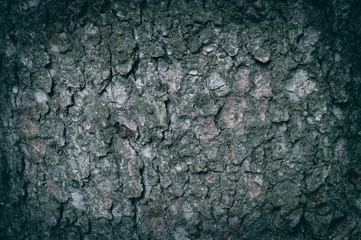 자연 패턴과 그런지 미학을 보여주는 거친 나무 껍질 질감 클로즈업
