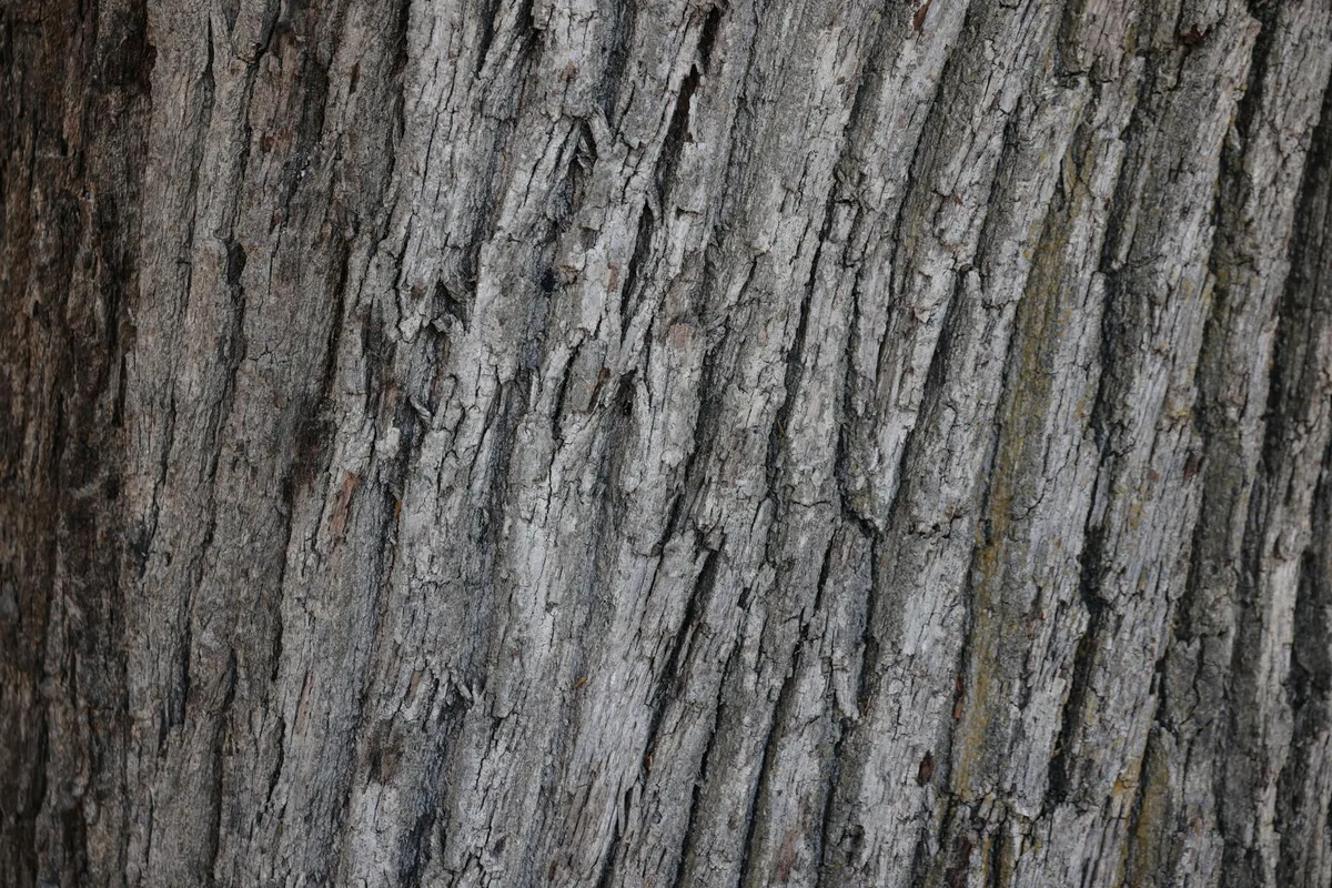 Primo piano dettagliato di corteccia d'albero grezza con texture e motivi naturali