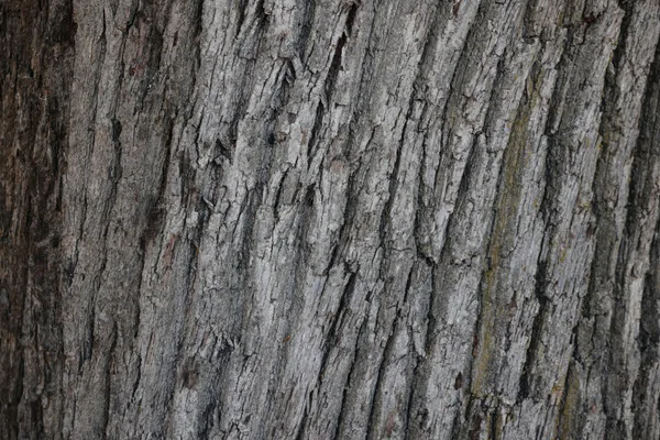 Detailed close-up of rough tree bark showing natural textures and patterns.