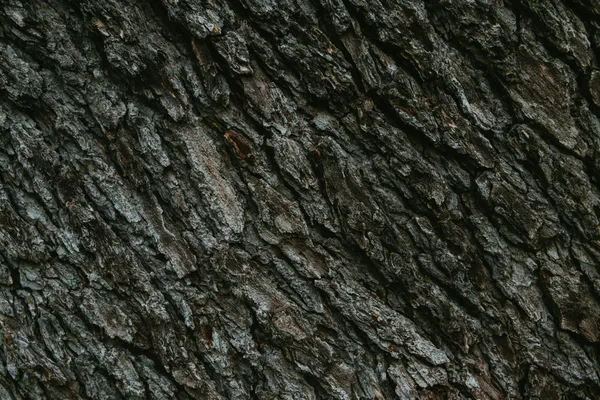Detailed close-up of rough tree bark texture highlighting natural patterns.