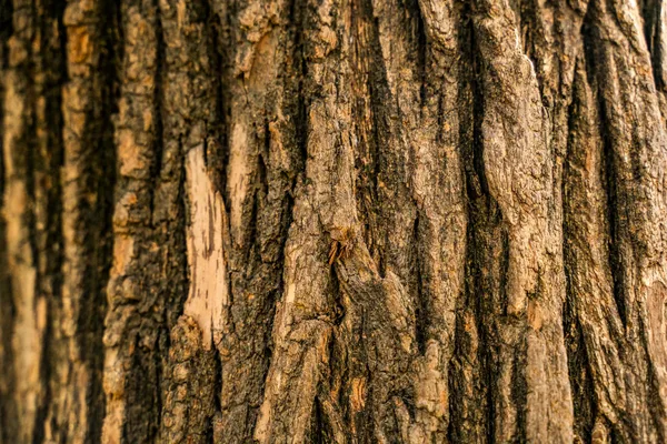 Detailed close-up of rugged tree bark showcasing natural textures and patterns.