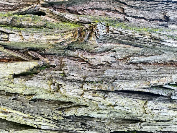 Detailed close-up of tree bark showcasing rough, textured surface and moss growth.