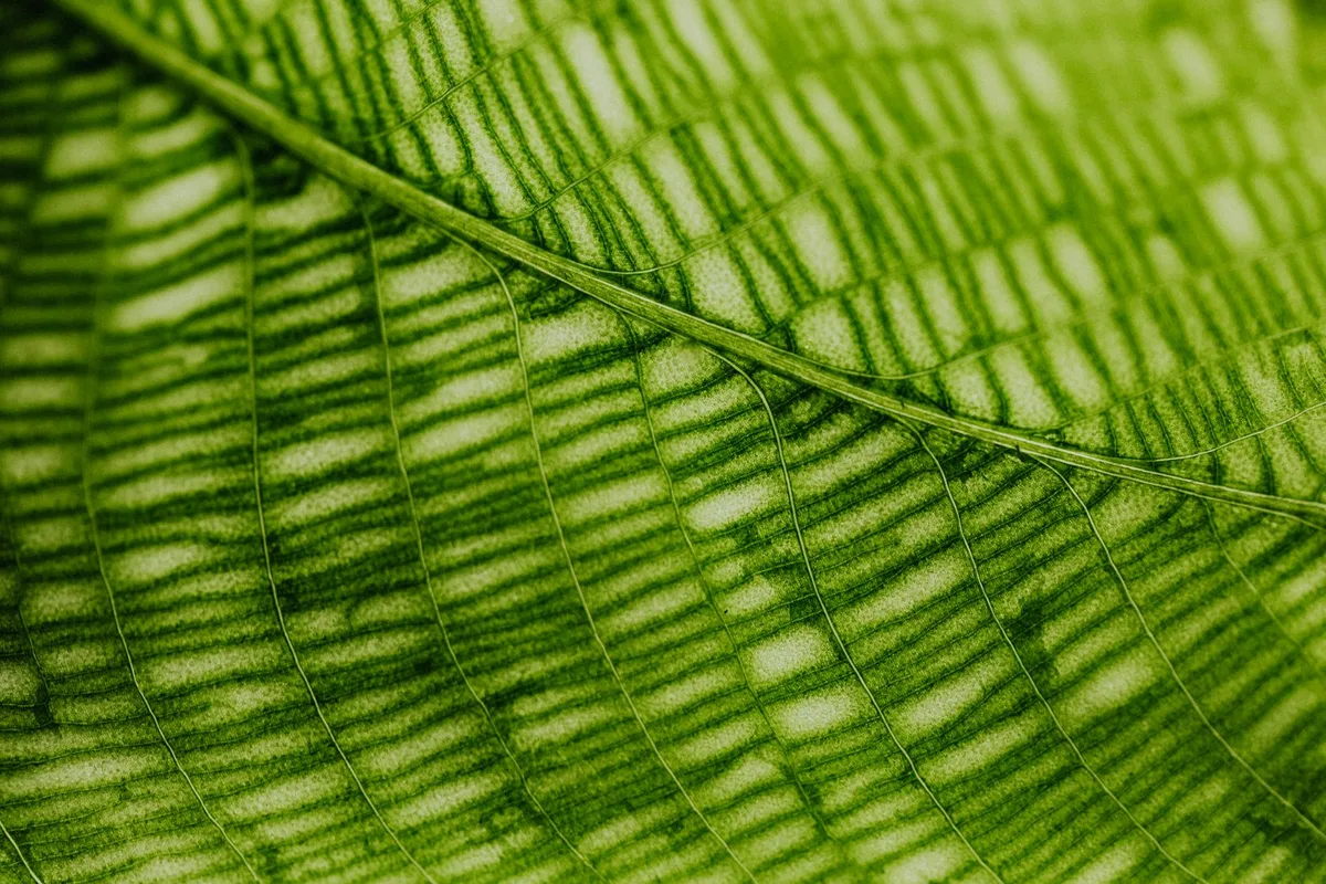 Texture di foglia verde: macro dettagliato con venature e clorofilla