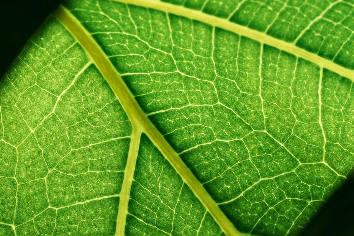 Primo piano macro della struttura venosa di una foglia verde