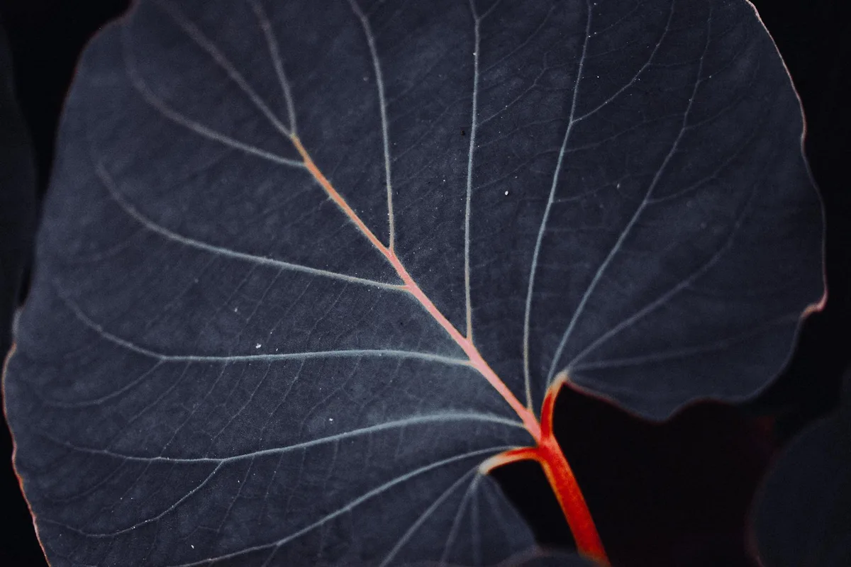 어두운 잎사귀 배경에서 선명한 빨간 잎맥을 보여주는 잎의 세밀한 매크로 샷
