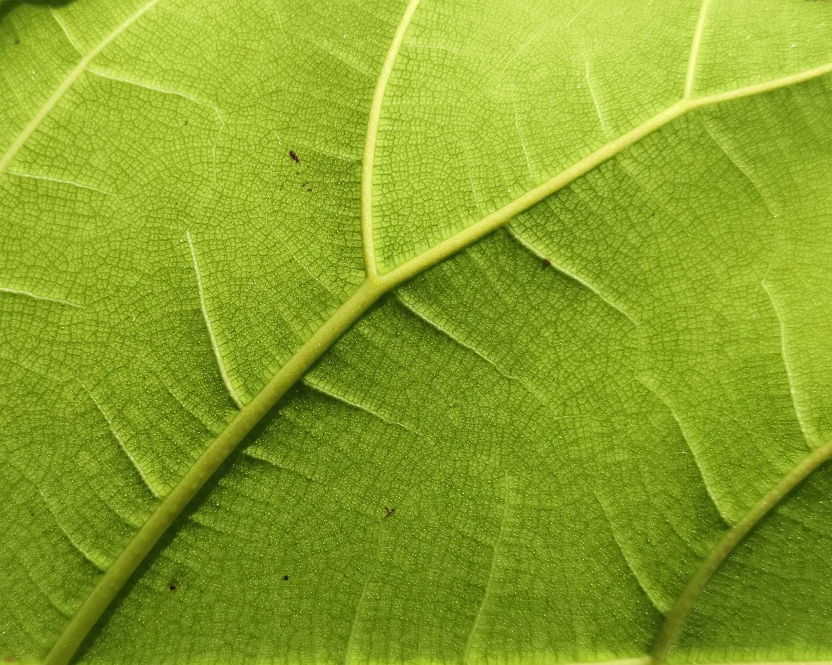 Makroaufnahme Blattadern – Bachok Malaysia