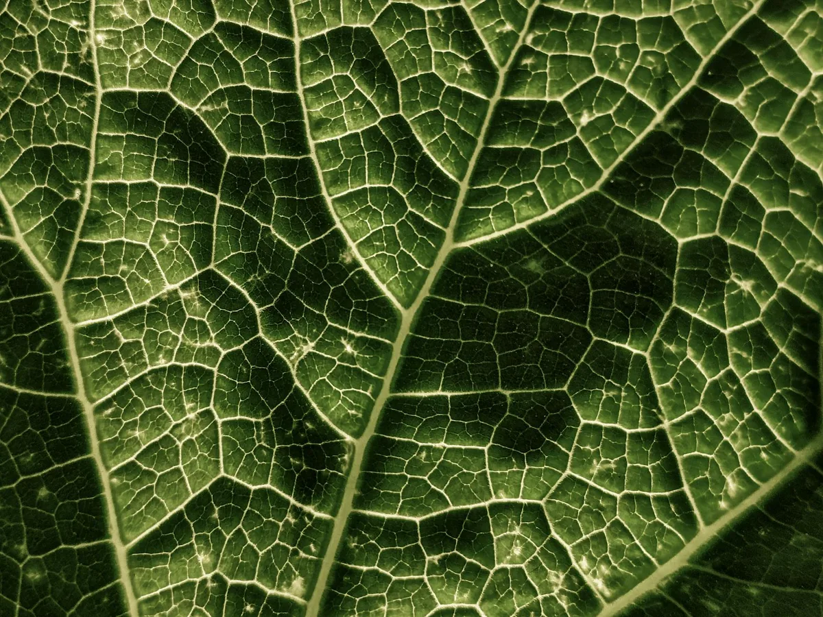 Makroaufnahme Blattadern: Abstrakte Naturschönheit