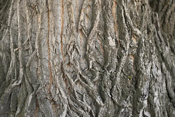 Detailed texture of weathered tree bark showcasing natural patterns and earthy tones.