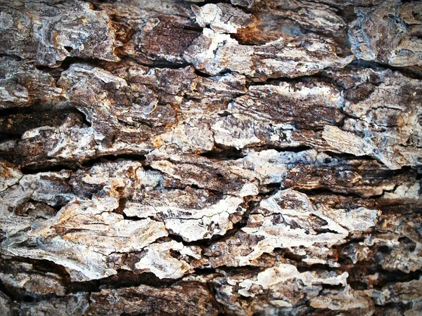 Detailed view of rough tree bark showcasing natural textures and weathering.