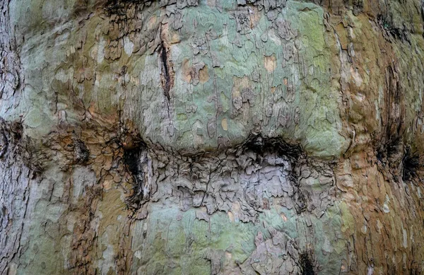 Detailed view of rugged and eroded tree bark, showcasing natural texture and earthy tones.