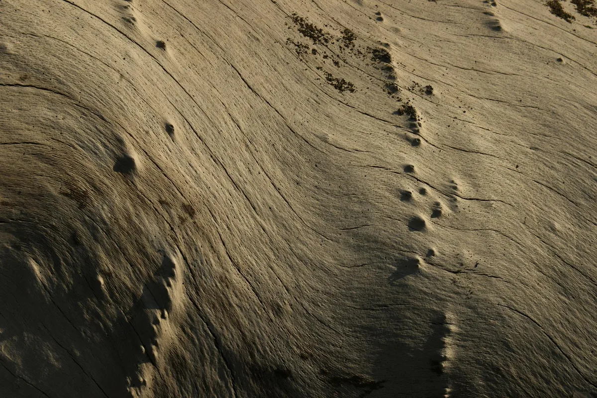 Detailaufnahme von verwittertem Treibholz mit natürlicher Holztextur und -mustern