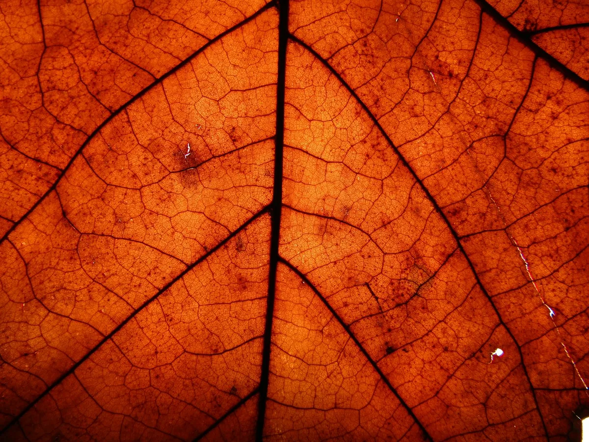 Hochauflösende Makroaufnahme der Adernstruktur eines Herbstblattes