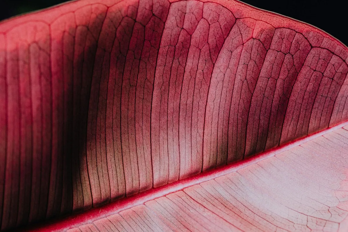 생생한 빨간 잎의 텍스처와 잎맥을 보여주는 매크로 샷