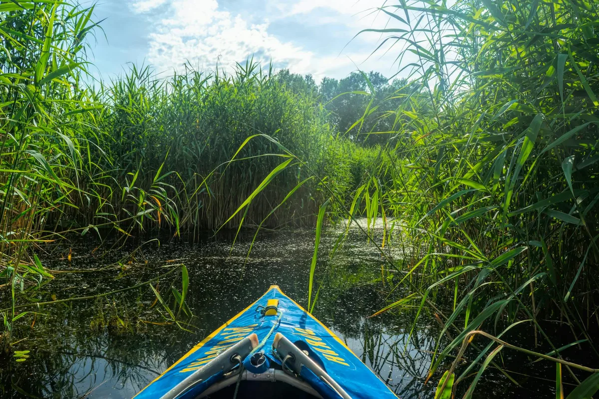 Friedliche Kajakfahrt durch üppiges Schilf auf einem ruhigen Fluss in Kherson, Ukraine, unter einem hellen Himmel.