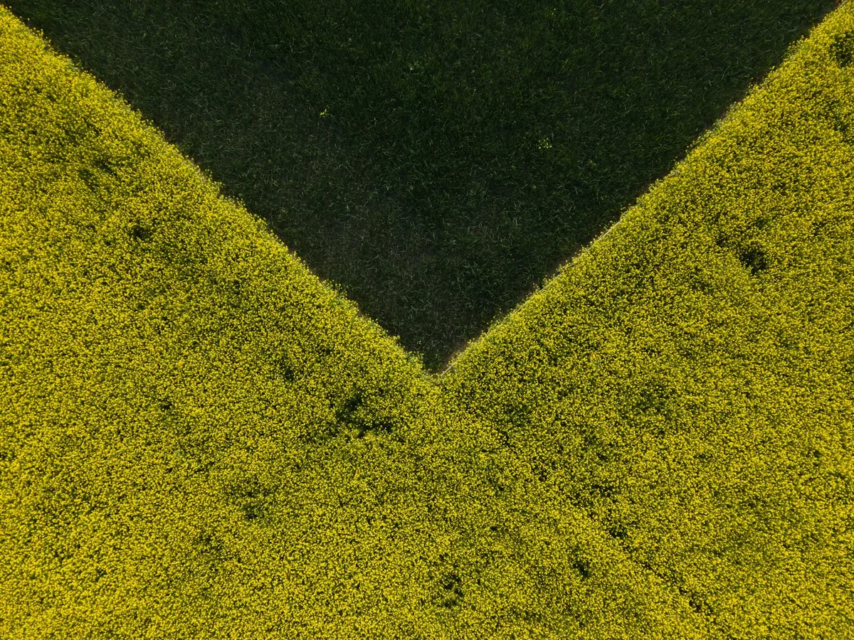 Geometrische Luftaufnahme gelber Erntefelder mit grünem Dreieck