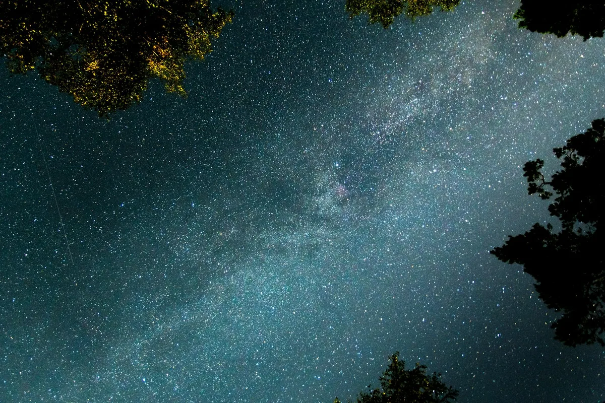 Milchstraße in sternenklarer Nacht mit Baumsilhouetten