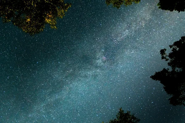 Cattura della Via Lattea in un cielo stellato con sagome di alberi