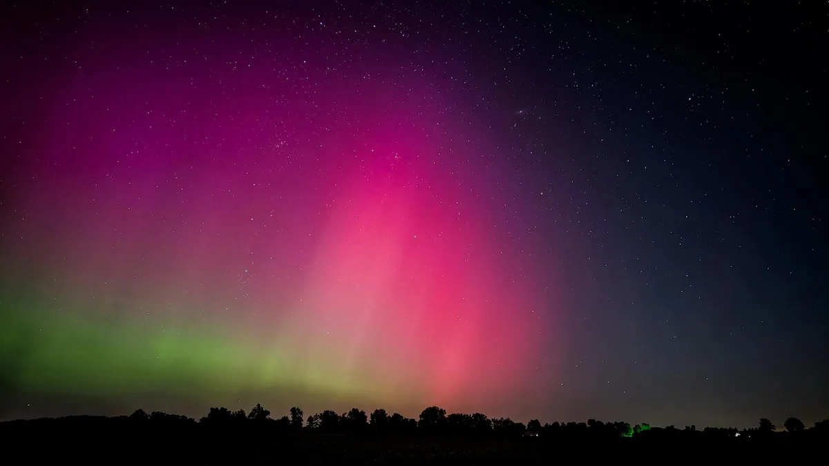 Aurora boreale rosa e verde mozzafiato su alberi in silhouette