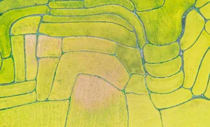 Vibrant aerial view of rice terraces in Huanggang, China during the harvest season.