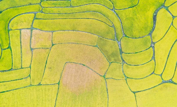 Vibrant aerial view of rice terraces in Huanggang, China during the harvest season.