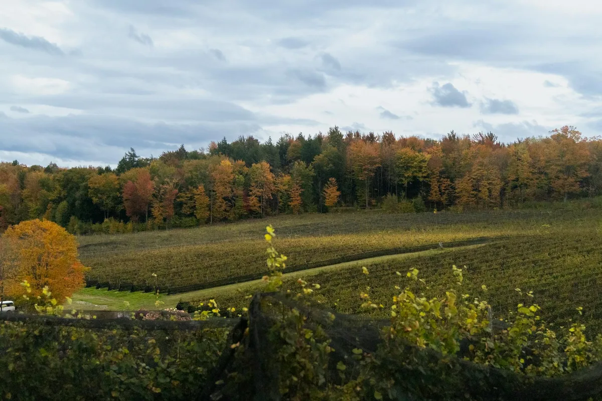 Vigneto autunnale con fogliame colorato e paesaggio a Québec City, Canada