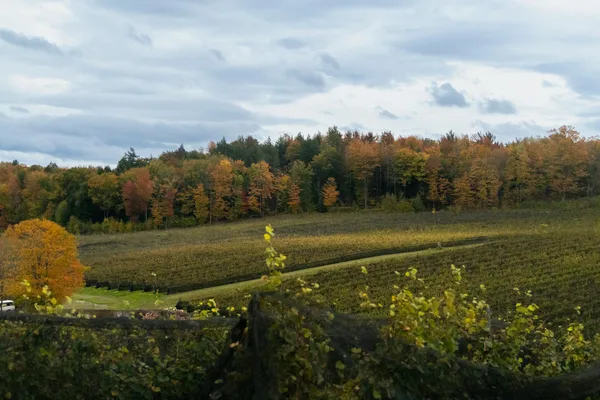 Herbstlicher Weinberg mit buntem Laub und malerischer Landschaft in Québec City, Kanada
