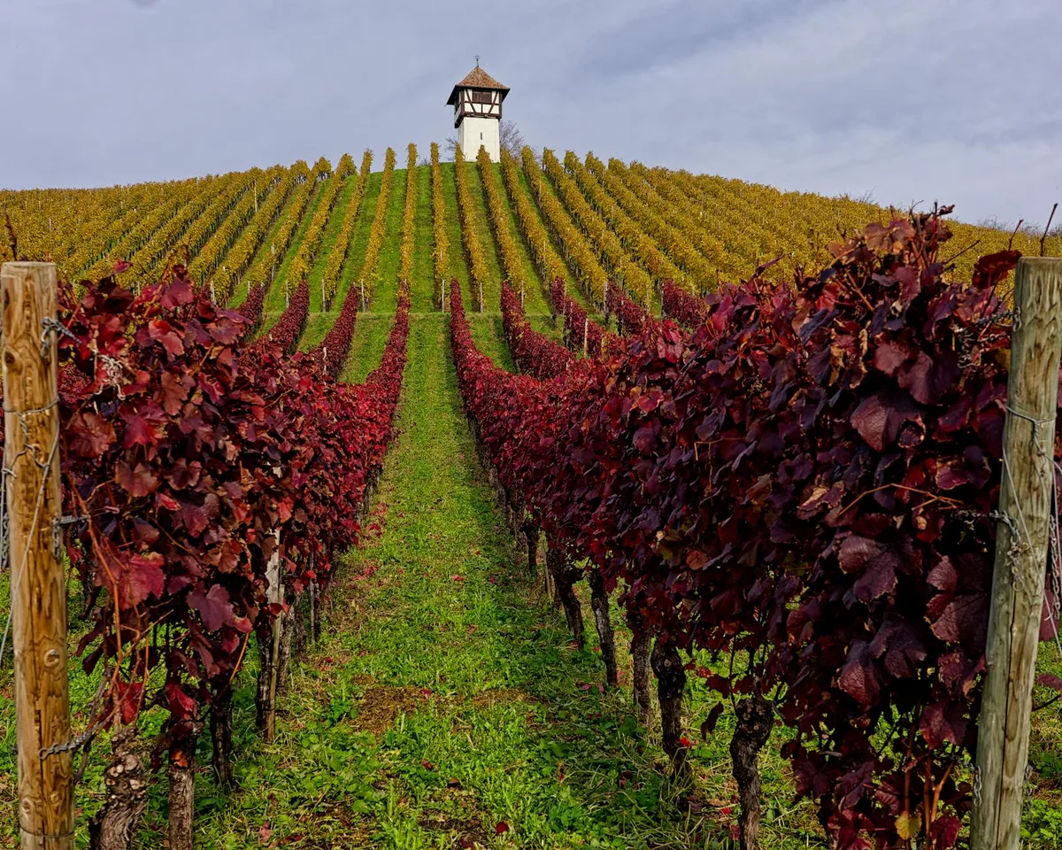 Vinhedo colorido com torre de vigia rústica sob céu nublado no outono.