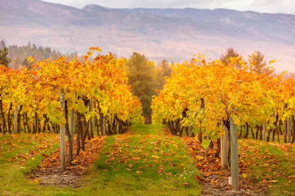 Goldene Weinreben in Kelowna, BC, während der Herbsternte schaffen eine atemberaubende Weinberg-Aussicht.
