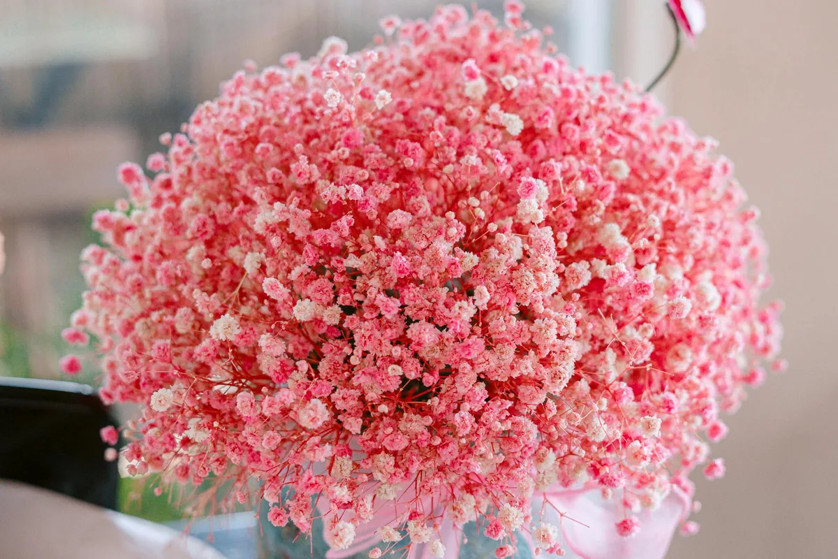 Mazzo di gypsophila rosa e bianco in piena fioritura per matrimoni