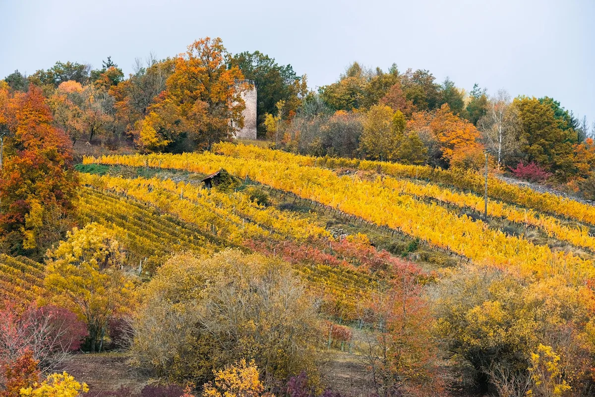 Herbstlandschaft mit lebendigen Weinbergen in Weikersheim, Deutschland