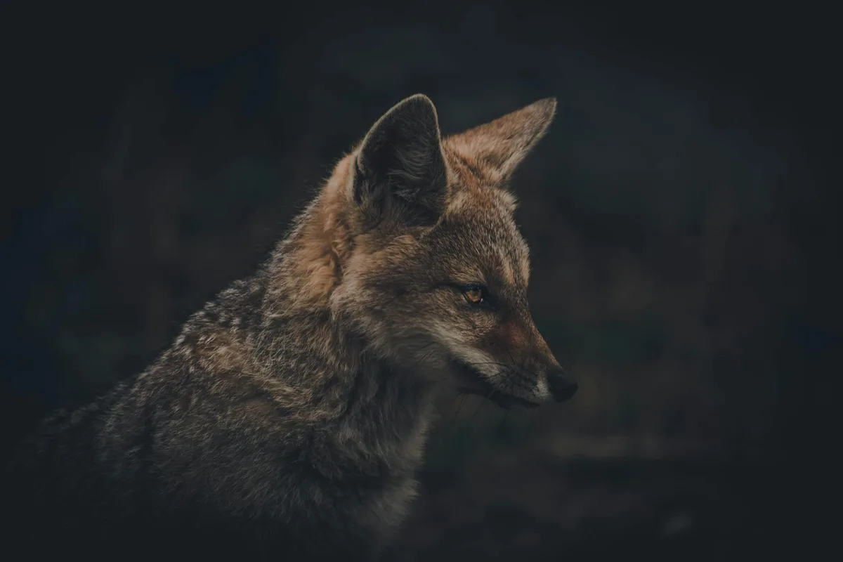 Rotfuchs Nahaufnahme: Aufmerksamer Blick im Dunkelwald