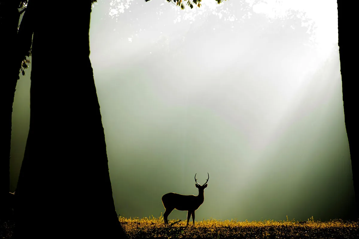 Silhouette di cervo in una radura soleggiata, Kanha National Park, India.