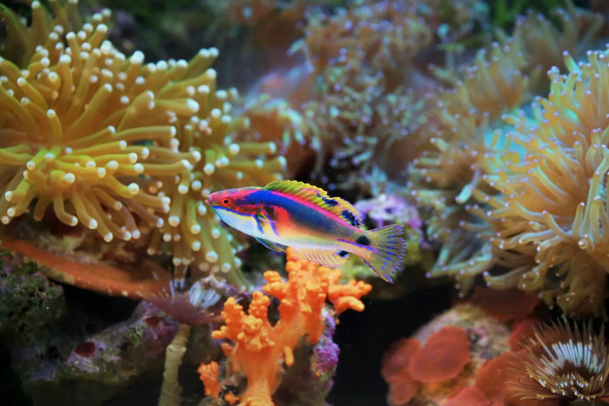 산호초 사이를 헤엄치는 화려한 레인보우 래스의 모습