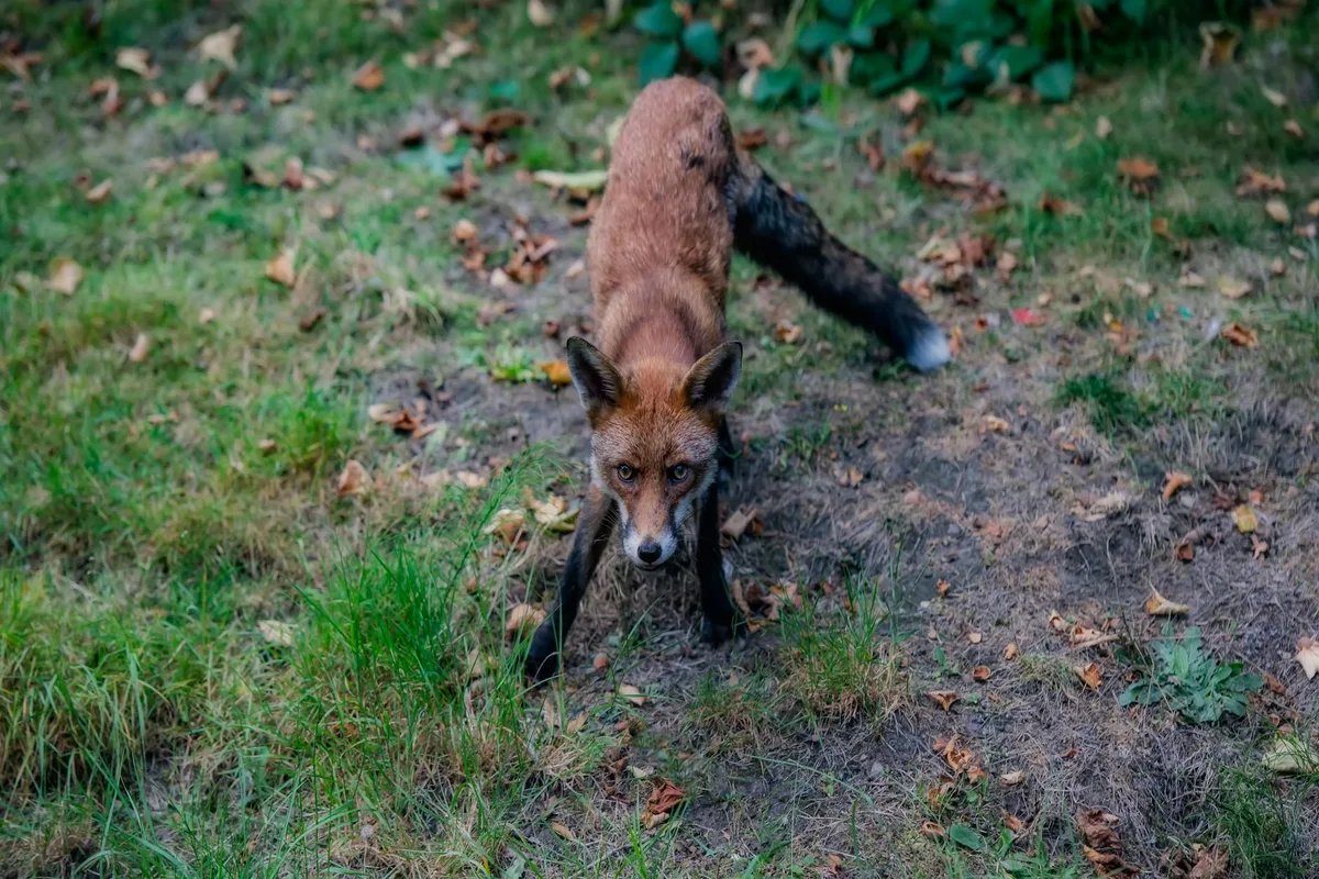Una volpe rossa curiosa in piedi sull'erba, che mostra il suo comportamento e l'ambiente naturale.