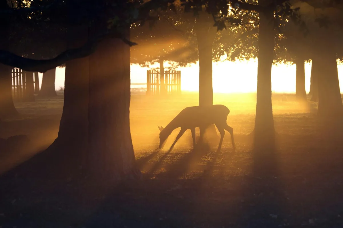 Ein Hirsch grast im sonnenbeschienenen Wald und schafft eine friedliche, ätherische Szene in der Dämmerung.
