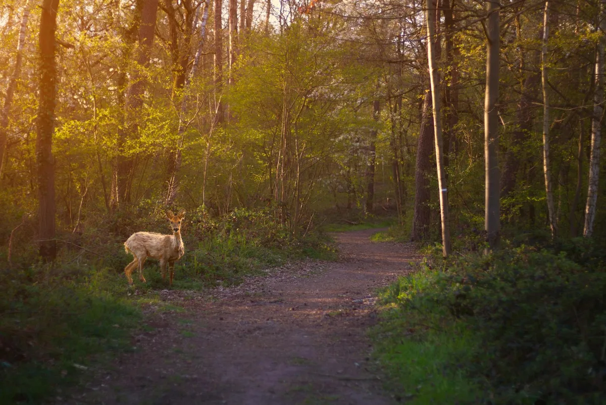 Un cervo sta calmo su un sentiero forestale illuminato dal sole, circondato da verde lussureggiante e alberi alti.